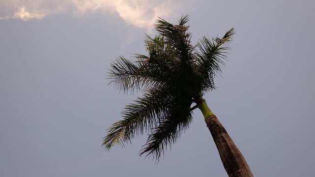 Single tropical palm tree swaying against overcast sky in coastal area moody weather
