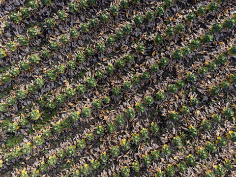 Aerial view of rows of crops create a textured tapestry of earthy browns and vibrant greens, Overgooi, Flevoland, Netherlands.