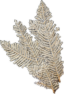 Aglaophenia cupressina illustration