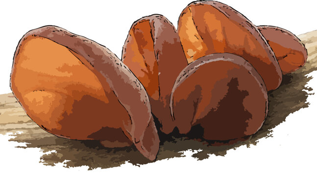 Auricularia auricula-judae illustration art