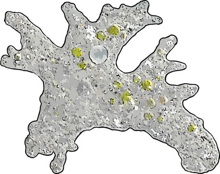 Amoeba proteus illustration