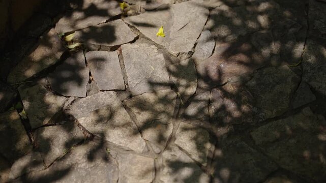Abstract shadow of leaves on stone ground, natural light pattern texture background