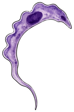 Trypanosoma brucei illustration (2)