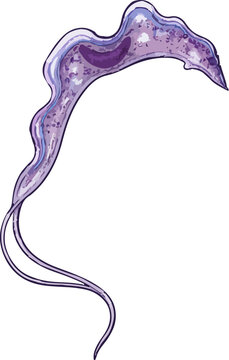 Trypanosoma brucei illustration