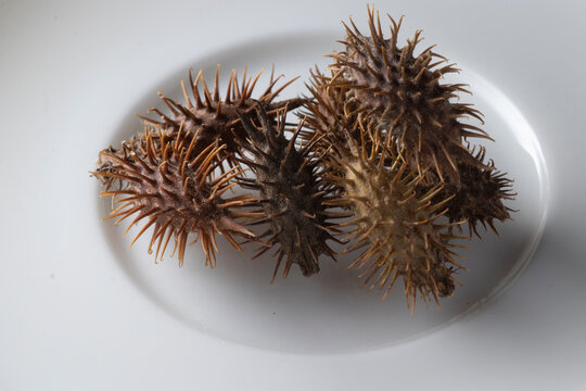 Xanthium strumarium - Siberian cocklebur