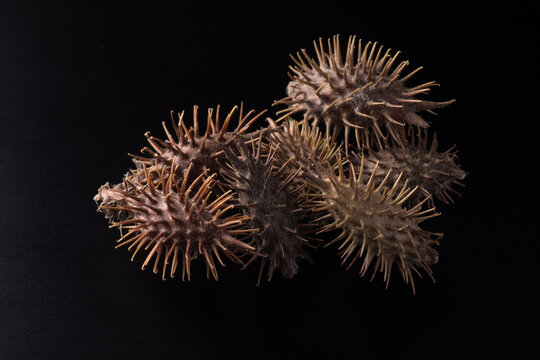 Xanthium strumarium - Siberian cocklebur