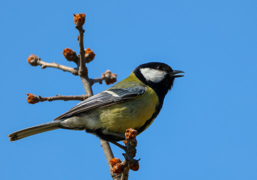 Great Tit singing on a bare branch against a clear blue sky.