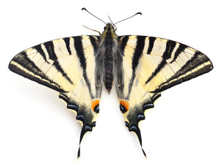 Scarce swallowtail butterfly isolated on white background © olhastock