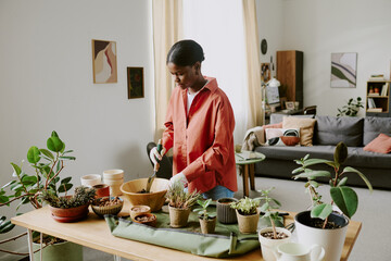 Young Black woman repotting houseplants at home, arranging indoor gardening routine and plant care. Useful for home lifestyle, hobby marketing, wellness content, wide shot