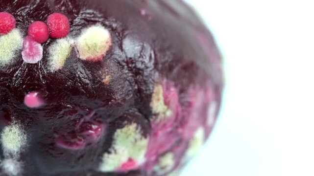 Macro video of Cooked Beetroot with Diverse Mold Species, Aspergillus, Penicillium, Rhizopus, Fusarium