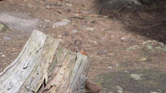 Red squirrel foraging for food
