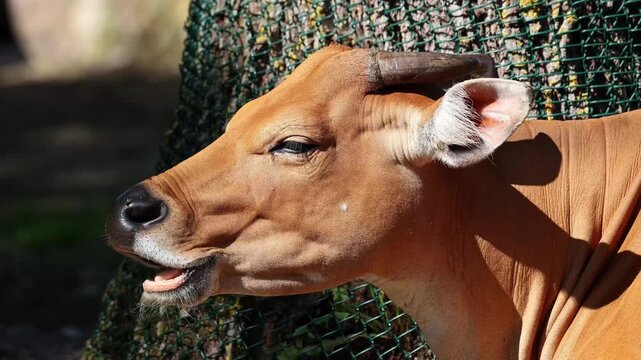 Banteng, Bos javanicus or Red Bull. It is a type of wild cattle But there are key characteristics that are different from cattle and bison: a white band bottom in both males and females.