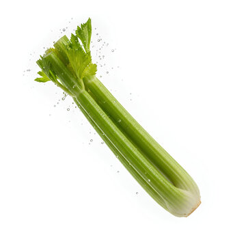 Fresh green celery stalk isolated on a white background healthy vegetable.