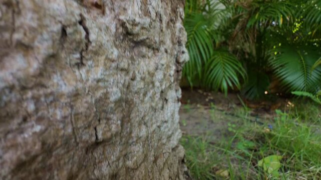 Empty Cicada Shell Attached to Tree Bark in Lush Tropical Surroundings, Close Up Perspective with Soft Background Blur Emphasizing Nature Renewal and Seasonal Change