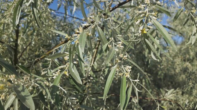 Close-up of small flowers and leaves of blooming Silverberry or Oleaster tree sway in the breeze