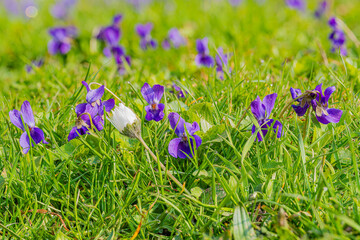 Duftveilchen mit Gänseblümchen – violette Frühlingsblüten neben weißen Nachbarblumen;...