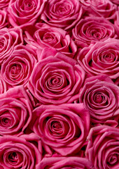 Obraz premium A bouquet of pink roses. The roses are photographed very close up, with only the buds visible. The rose buds are photographed next to each other.