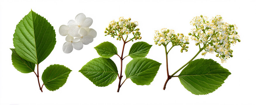 Vibrant Viburnum opulus and Cornus sericea showcased on a clean white backdrop in high def