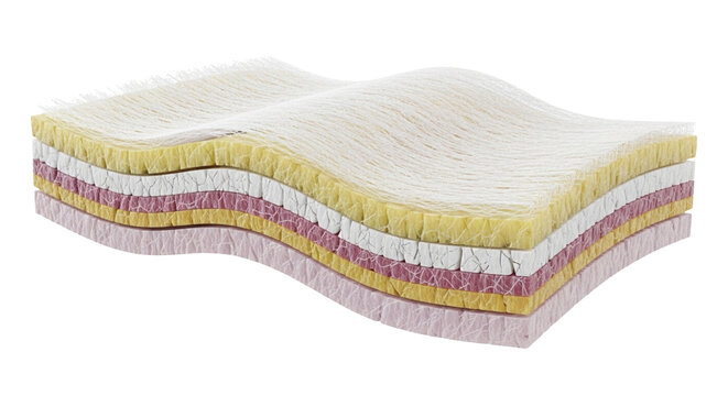 Human Skin Layers Anatomy | Detailed Epidermis Dermis Hypodermis Medical Illustration - Royalty Free