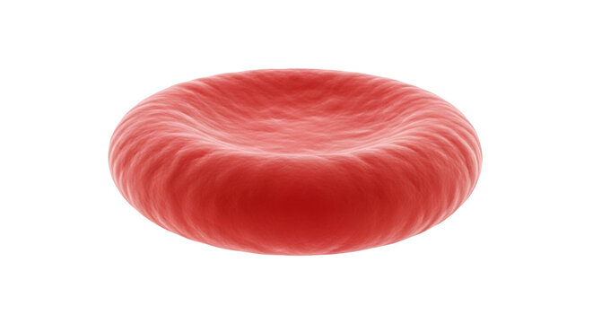 Red Blood Cell Erythrocyte | Detailed Biconcave Disc Medical Illustration - Royalty Free