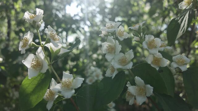 White flowers of the Mock Orange sway in the breeze on sunny day, backlit by sunlight.