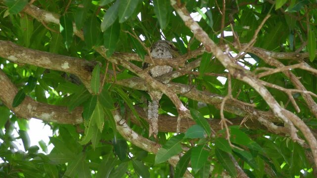 Nocturnal Tawny Frogmouth perched and camouflaged within lush foliage of a mango tree in remote Cape York, Australia. Australian wildlife, natural camouflage and night behaviour concept.