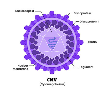 Cytomegalovirus CMV structure diagram anatomy of virus labeled nucleocapsid glycoprotein nuclear membrane, tegument dsDNA. Microbiology virology educational medical infographic healthcare illustration