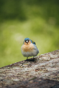 View of a colorful Azores bullfinch perched on a textured stone ledge, with verdant green foliage blurred in the background, Nordeste, Azores, Portugal.
