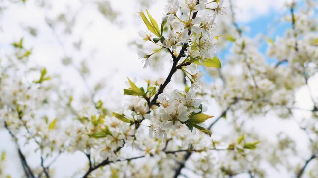 White cherry tree branch blossoming in spring