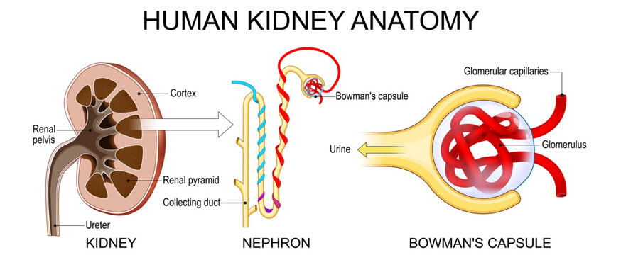Human kidney anatomy. Nephron and Bowmans capsule