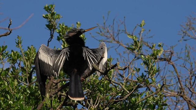 A make anhinga in breeding plumage standing in a tree