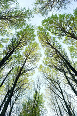 bottom up view of spring forest crown trees. forest with bright green young foliage, abstract...