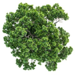 Fototapeta premium Green tree view top perspective.