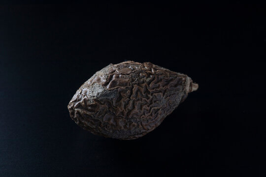 Scaphium affine - Malva nut