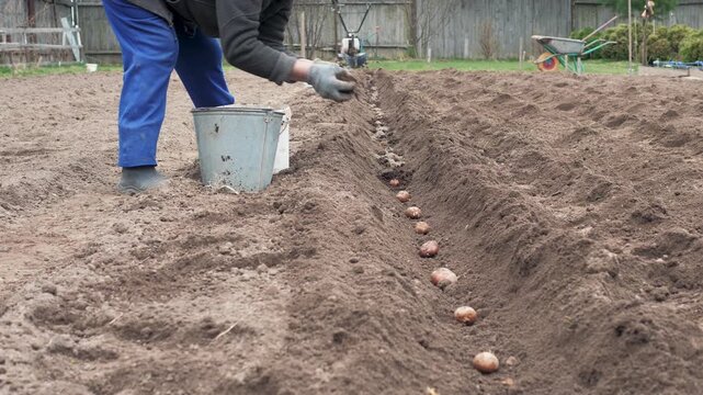 Gardener planting seed potatoes in furrow beside bucket and wheelbarrow, puts natural fertilizers and humus with hands into. Wearing gloves and boots. Spring rural allotment scene showing cultivation