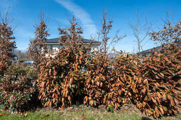 Laurowiśnia © Tomasz Warszewski