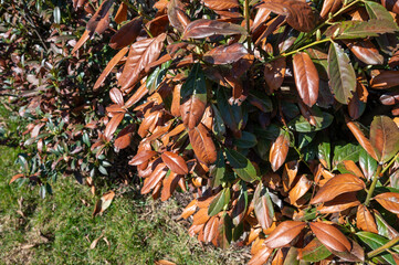 Laurowiśnia © Tomasz Warszewski