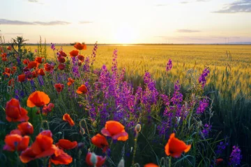 Fotobehang Klaprozen Wild poppies and purple meadow flowers along cultivated grain field at golden hour. Conveys agricultural biodiversity, pollinator friendly farming margins, and coexistence of crops with native flora.  © tanyatorgonskaya
