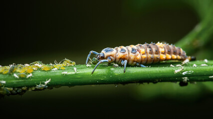 Ladybug larva predating aphids on a green stem © Pawich Sattalerd