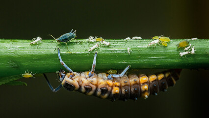Ladybug larva hunting aphids on green stem © Pawich Sattalerd