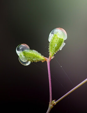 Boerhavia diffusa plant developing flowers with water drops