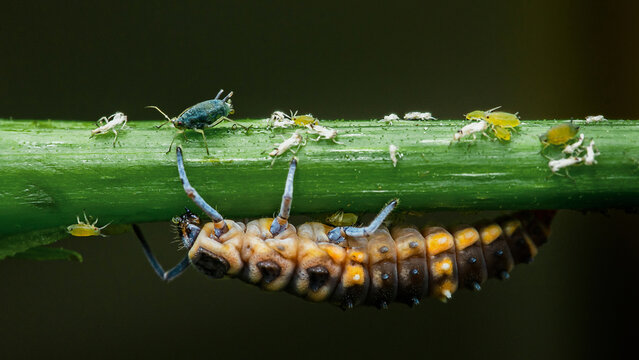 Ladybug larva hunting aphids on green stem