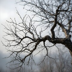 Obraz premium A close-up of bare tree branches against a bright overcast sky natural texture,