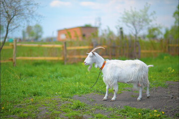 Fototapeta premium Domestic goat side view in countryside setting. Goat with long white hair on summer farm. 
