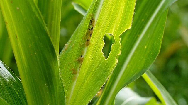 Corn leaf damage by fall armyworm Spodoptera frugiperda in agricultural field. Close-up of pests eating maize plants causing crop failure