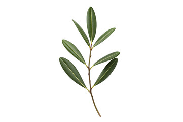 Obraz premium Olive branch symbolising peace and nature with green leaves