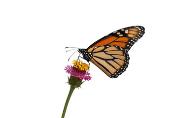 Obraz premium Monarch butterfly feeding nectar on flower, transparent background