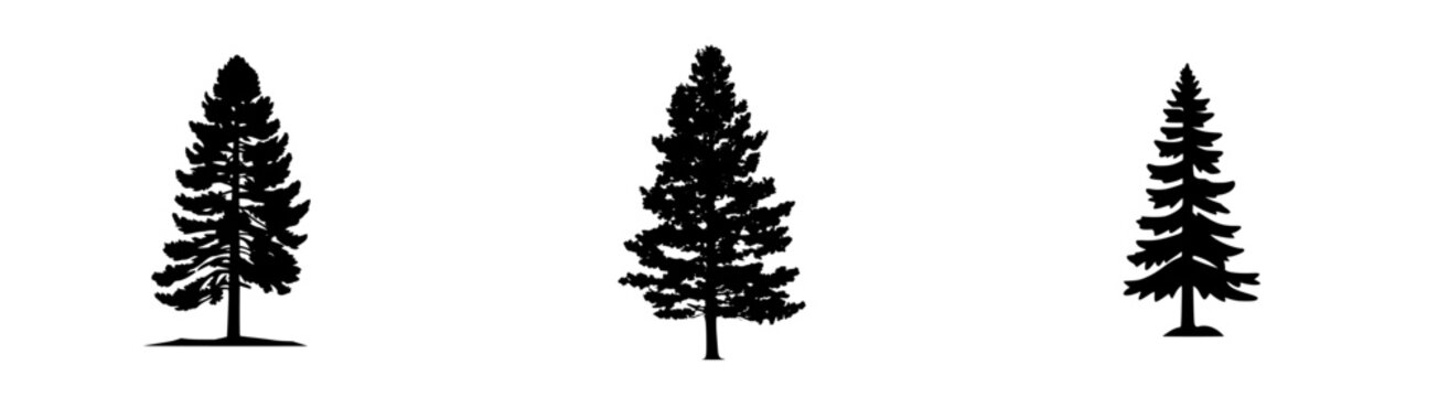 Silhouette of a tall coniferous pine tree against the sky