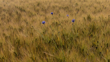 fleurs de bleuet dans un champ cultivé au printemps © jef 77