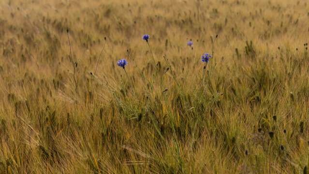 fleurs de bleuet dans un champ cultiv&eacute; au printemps